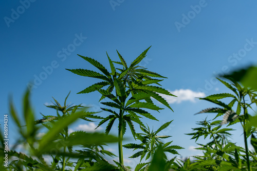 beautiful hemp leaf on a marijuana field under the blue sky with sun and clouds for legalization of medical cannabis products cbd thc illegal drug legal leafes lush dope farm
