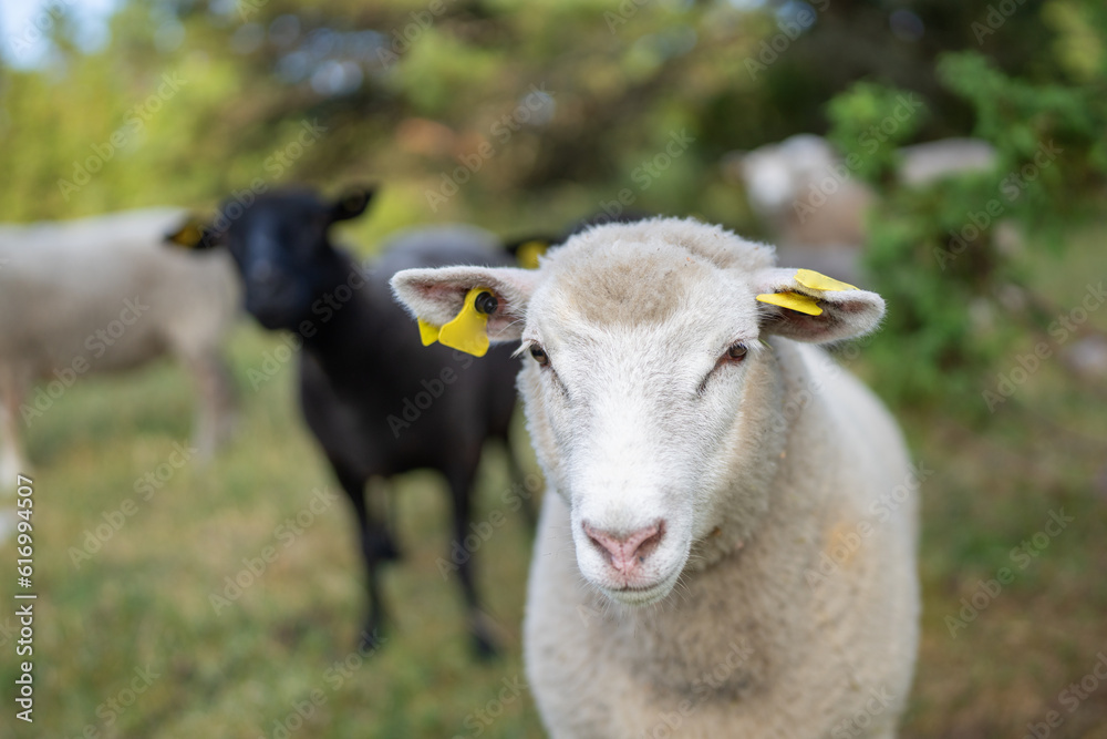 Photo of white sheep, portrait of white sheep, face, wool, animal.