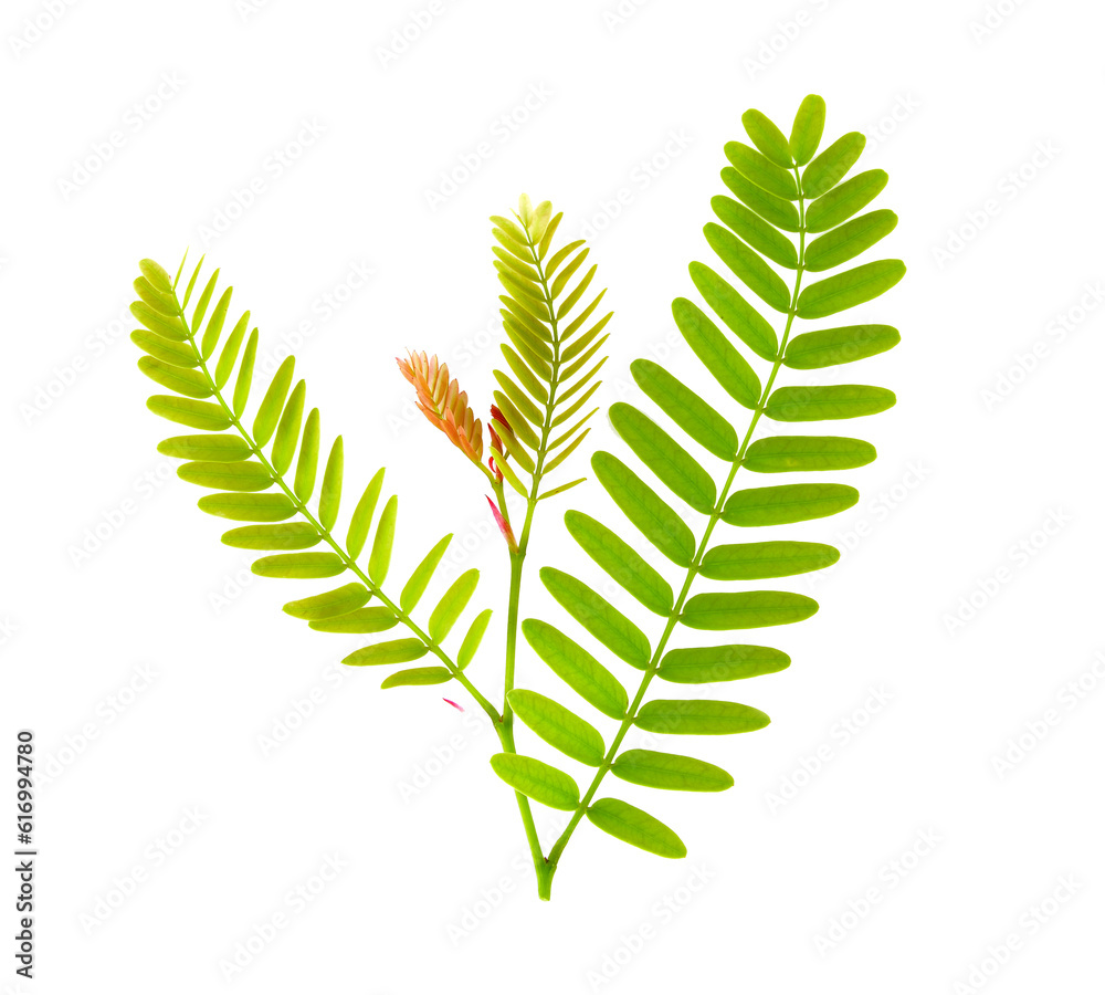 tamarind leaves on transparent png tamarind leaves on transparent png