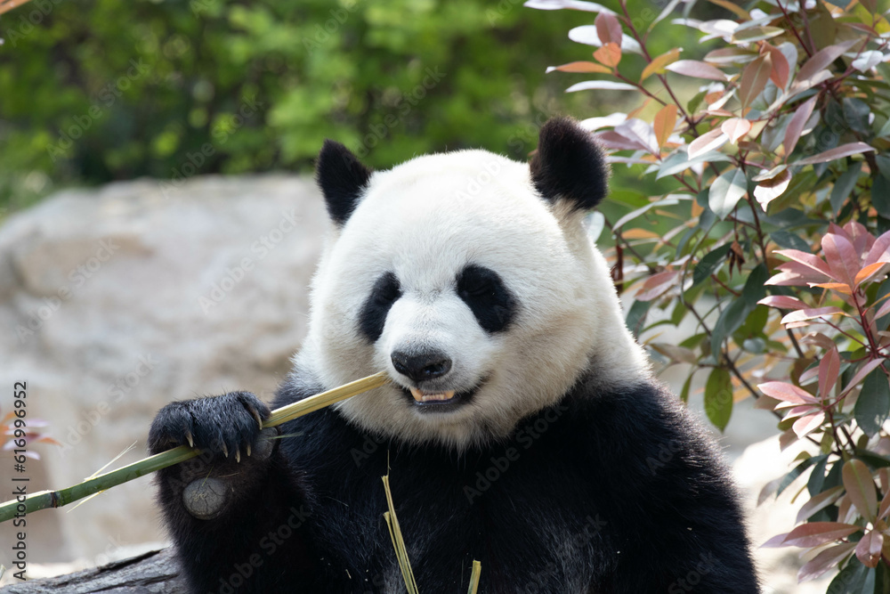 Fototapeta premium Close up Giant Panda Eating Bamboo in the yard, Chengdu