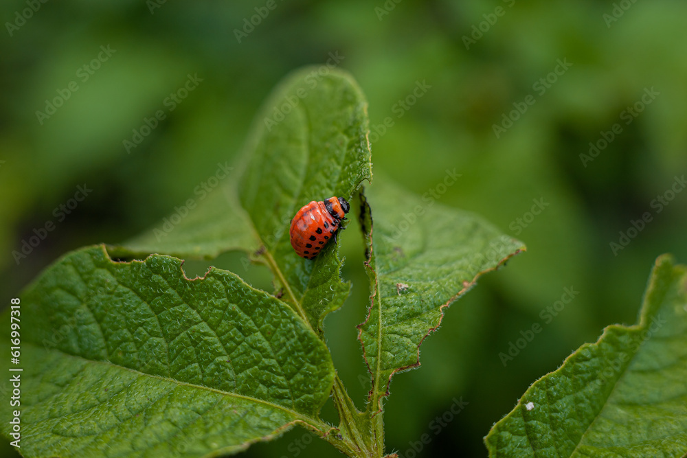Colorado potato beetle and larvae on young potato leaves Colorado potato beetle and larvae on young potato leaves