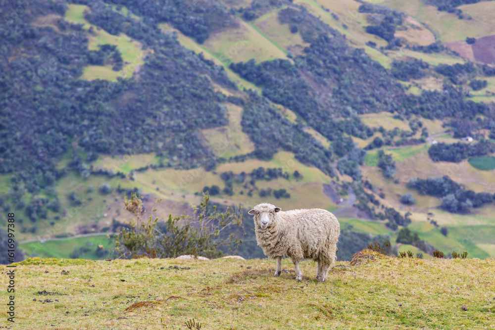 Fototapeta premium Sheep