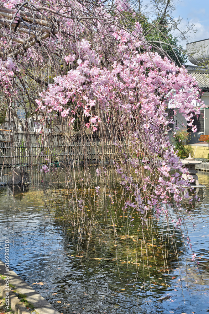 Naklejka premium 東寺の桜