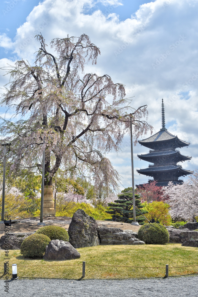 東寺の五重塔と桜