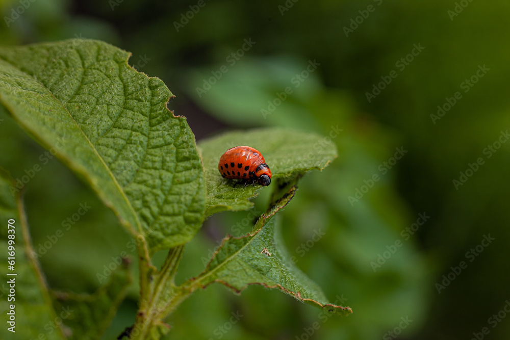 Colorado potato beetle and larvae on young potato leaves Colorado potato beetle and larvae on young potato leaves