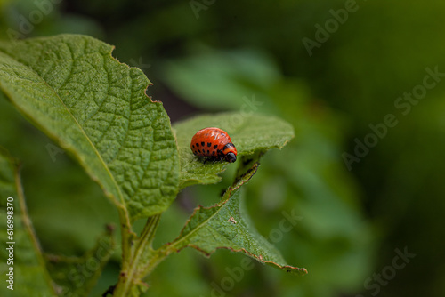 Colorado potato beetle and larvae on young potato leaves © AMBERLIGHT