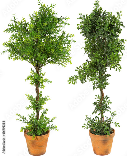 Green plants in pots with transparent background