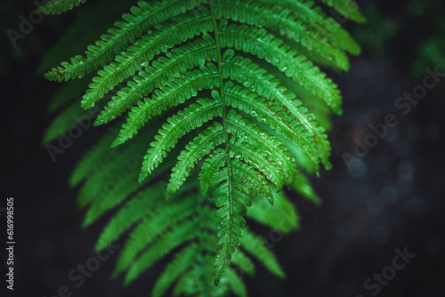 Emerald green fern leaf in dark forest