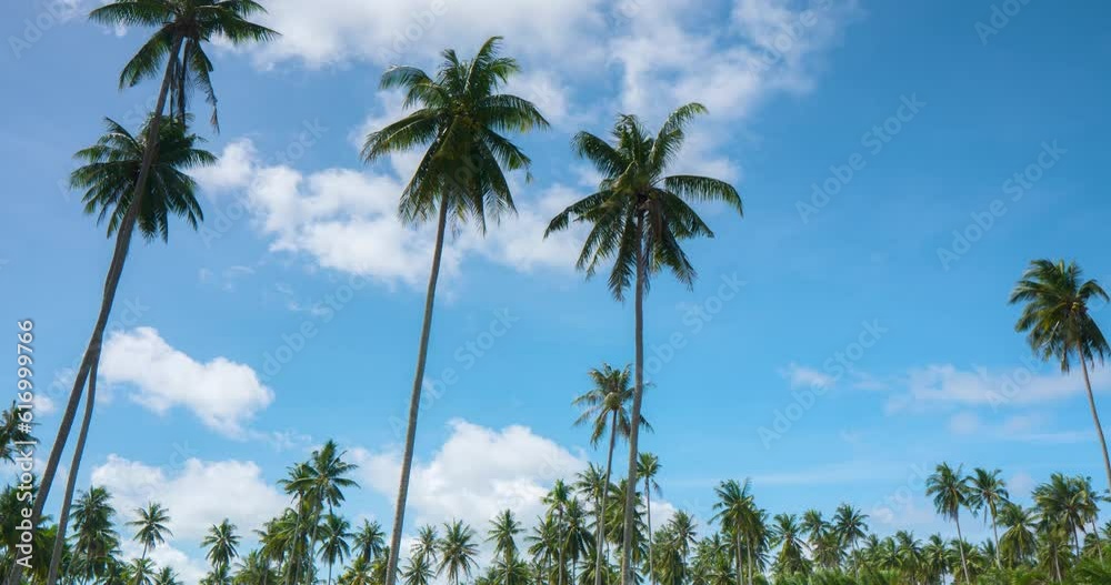 Timelaps of colorful with beautiful blue sky at coconut field, copy space. Timelaps of colorful with beautiful blue sky at coconut field, copy space.