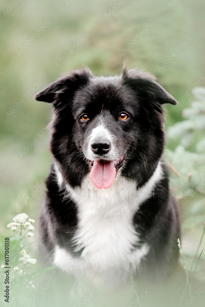 Playful Border Collie Enjoying a Sunny Day at the Park - Perfect for Summer-themed Projects and Pet Lovers