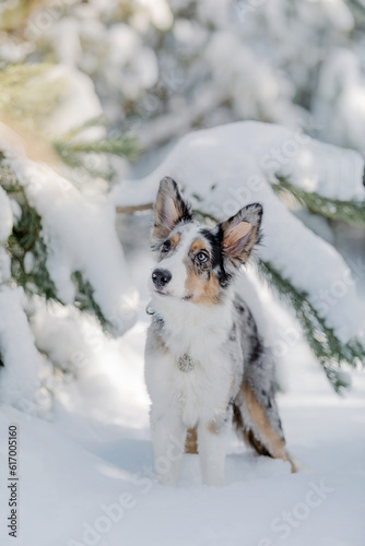 Playful Border Collie Puppy Exploring the Winter Outdoors with Enthusiasm and Curiosity. © OlgaOvcharenko