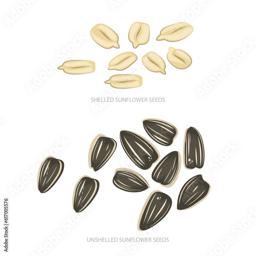 Sunflower seeds isolated on white background Top View