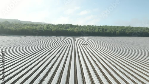 Plastic mulch plasticulture of crops pest protection at Wexford Ireland 