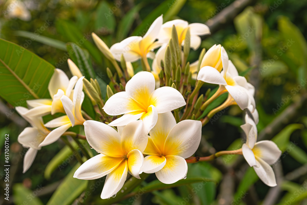 Plumeria rubra flowers blooming, with green leaves background Plumeria rubra flowers blooming, with green leaves background
