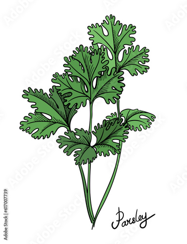 Parsley branch hand drawn. Green parsley leaves sketch isolated vector illustration
