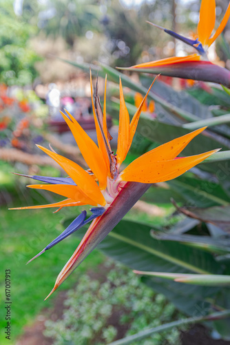 Strelitzia reginae, bird of paradise flower blooming, with green leaves and park background 