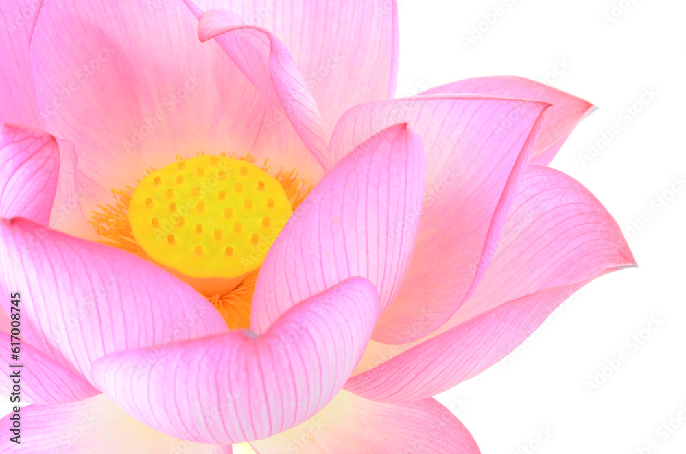 lotus isolated on white background. lotus isolated on white background.