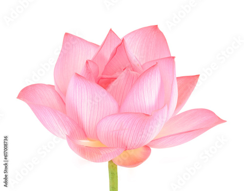 lotus isolated on white background.