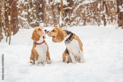 Fototapeta Naklejka Na Ścianę i Meble -  Beagle dog in snowy landscape - a captivating stock photo capturing the charm and joy of this beautiful breed in winter