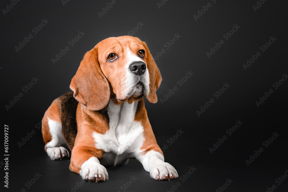 Beautiful beagle dog on a black studio background - a striking stock photo capturing the charm and character of this popular breed