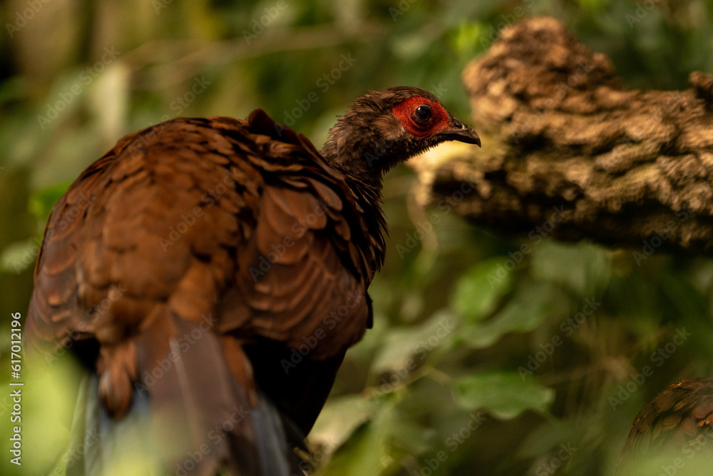 Conservation Heroes Highlighting the Important Role of Zoos in Wildlife