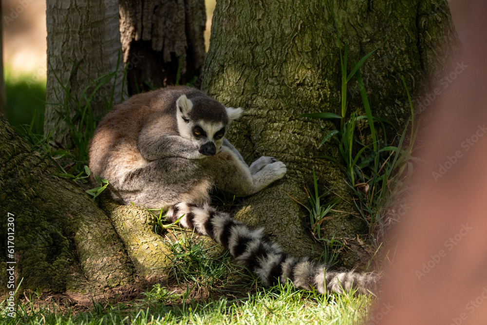 Fototapeta premium Wild Wonders A Fascinating Journey through the Zoo's Animal Kingdom