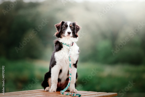 Fototapeta Naklejka Na Ścianę i Meble -  Australian Shepherd (Aussie) dog strolling in a beautiful urban park - a delightful stock photo capturing the energetic and playful nature of this intelligent and loyal breed in a picturesque city set