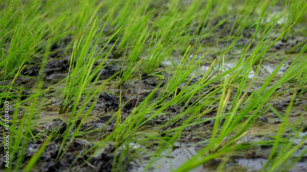 rice cultivation in kerala paddy field in wet land ,indian rice cultivation ,baby rice plants rice cultivation in kerala paddy field in wet land ,indian rice cultivation ,baby rice plants