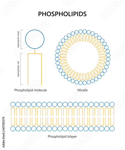 Phospholipid molecule, Lipid bilayer, Micelle (colors)