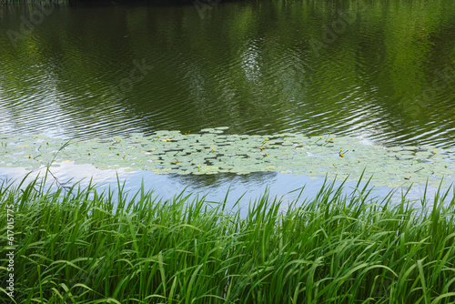 Large amount of lily pads near the shore of a river