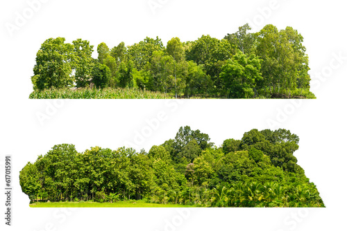 Collection, group green tree isolate on white background. Cutout tree line. Row of green trees and shrubs in summer isolated on white background. Forest Scene. Forest and green foliage.