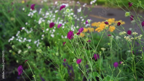 multicolored wildflowers close up. The wind flutters fragrant flowers