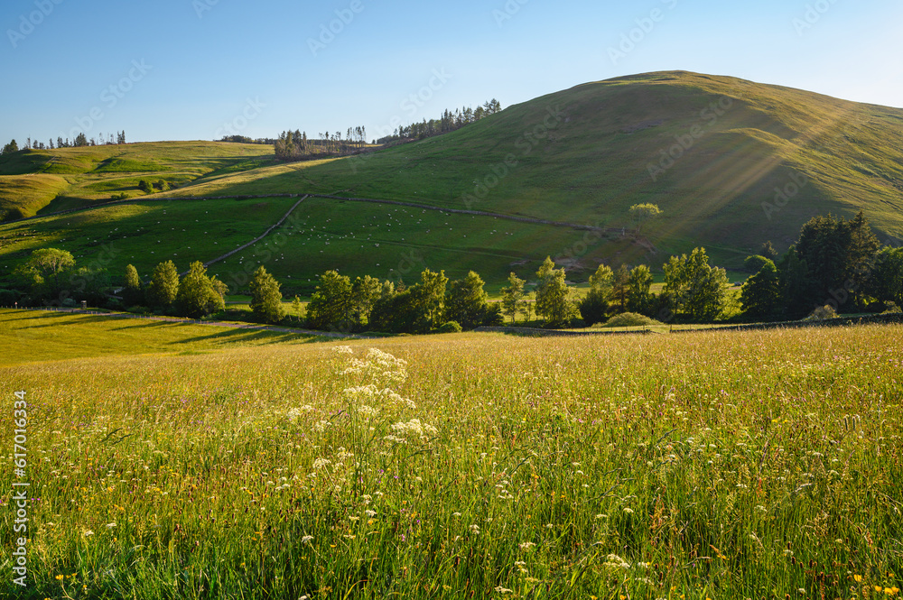 Tindale Law and Barrowburn Hay Meadows.  The upland Hay Meadows of Northumberland National Park in the Cheviot Hills at Barrowburn are rare and is a SSSI