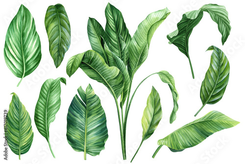 Billede på lærred Palm leaves set in isolated background, watercolor botanical painting