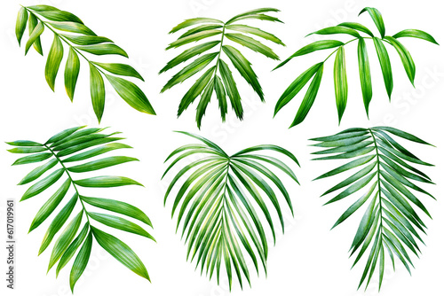 Green palm leaves on isolated white background botanical illustration  tropical flora hand drawing. Set watercolor plant