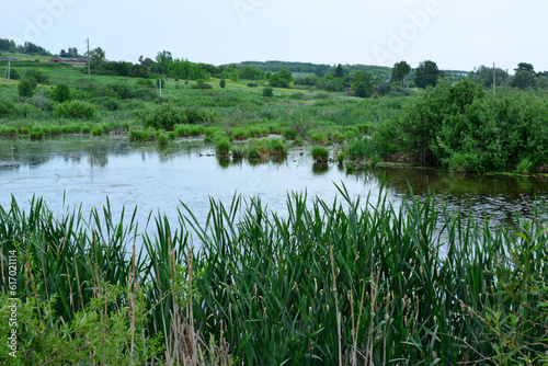pond with green reeds and green hills on background, copy space 