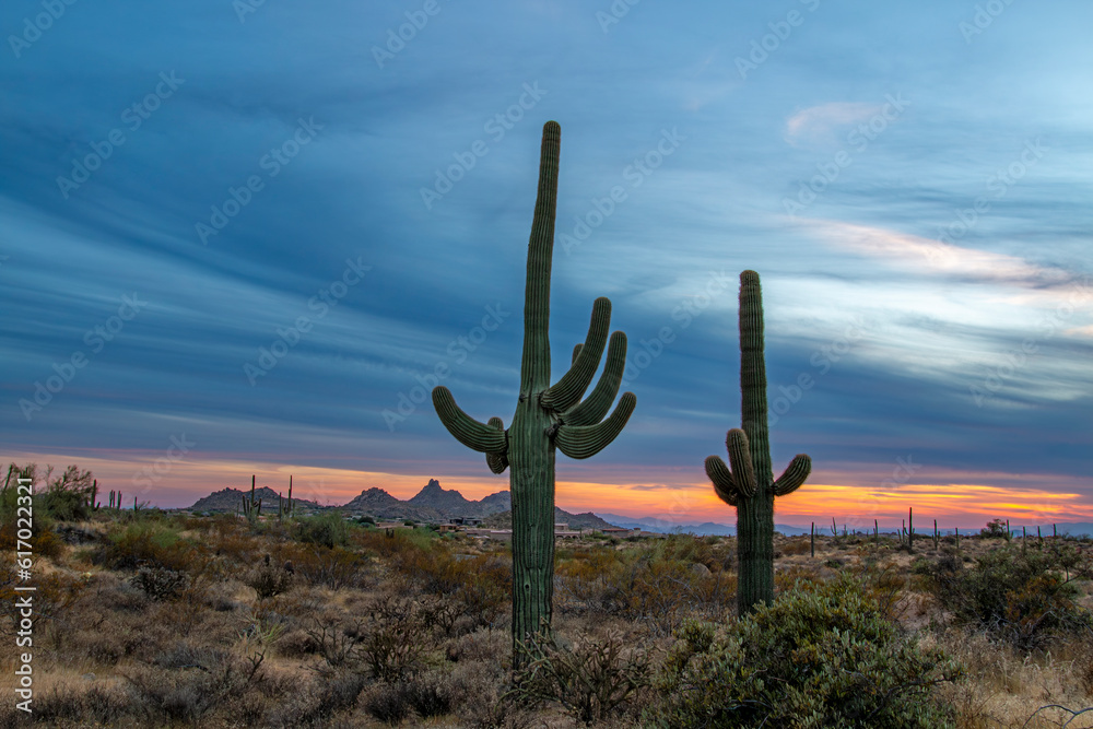 Arizona Desert Sunset Landscape With Saguaro Cactus