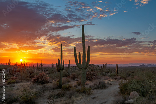 Colorful Arizona Desert Sunset Landscape With Cactus 