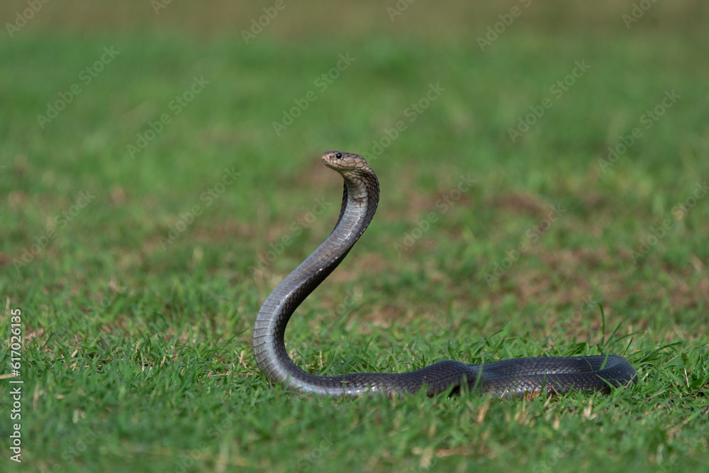 Javan spitting cobra naja sputatrix on grass field, spreading hood, natural bokeh background Javan spitting cobra naja sputatrix on grass field, spreading hood, natural bokeh background