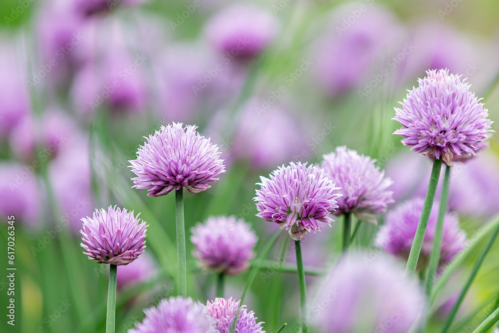 Allium schoenoprasum, commonly known as chives, in bloom in late spring Allium schoenoprasum, commonly known as chives, in bloom in late spring