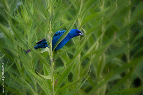 Indigo bunting