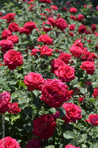 Red roses in summer garden. Rosarium.
