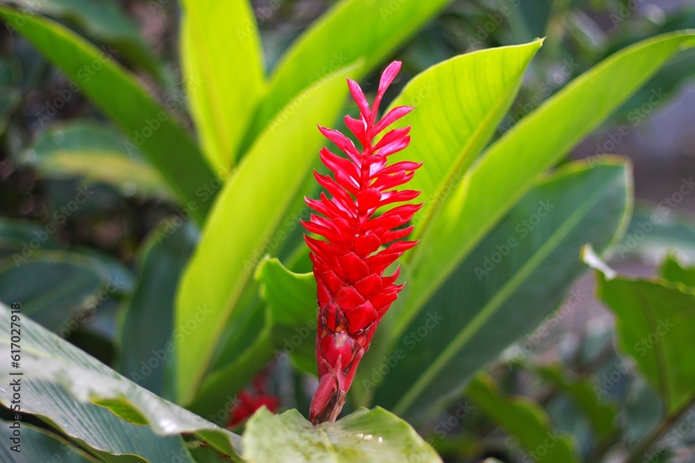 Alpinia purpurata, red ginger, also called ostrich plume and pink cone ginger Alpinia purpurata, red ginger, also called ostrich plume and pink cone ginger