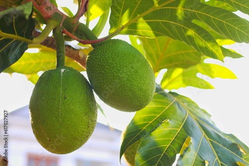 Breadfruit (Artocarpus altilis) is the name of a type of fruiting tree. in indonesia called buah sukun or kluwih photo