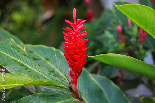 Photos Alpinia purpurata, red ginger, also called ostrich plume and pink cone ginger