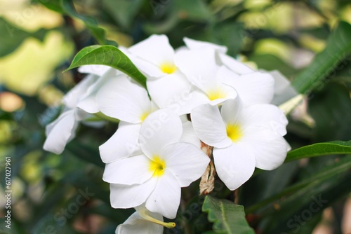 Fototapeta Naklejka Na Ścianę i Meble -  Close up of beautiful white Bridal Bouquet, Plumeria pudica flower with water drops, copy space