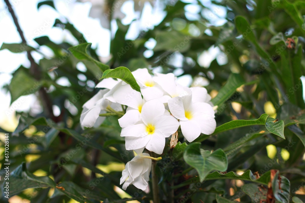 Close up of beautiful white Bridal Bouquet, Plumeria pudica flower with water drops, copy space Close up of beautiful white Bridal Bouquet, Plumeria pudica flower with water drops, copy space