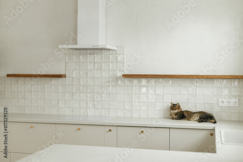 Cute tabby cat lying on granite countertop on background of modern white kitchen cabinets with brass details in new scandinavian house. Pet and stylish kitchen interior. Minimal kitchen design