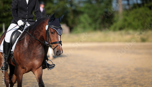Dressage horse with rider, arranged on the left of the picture, the focus is on the horse's head..