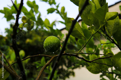 Morning dew on lime. Freshness